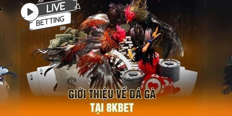 Hiểu thế nào về đá gà 8KBET?